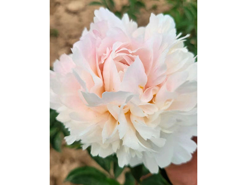 高級(jí)藝術(shù) 中早期 花徑極大 香味濃 